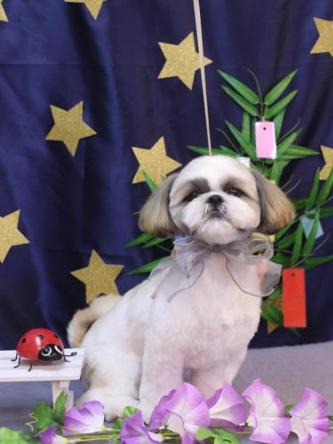 20230701みたらしちゃん